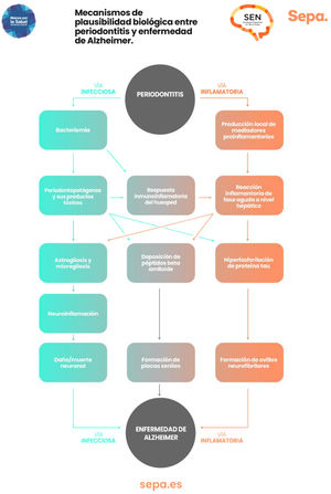 Posibles mecanismos biológicos que explican la asociación periodontitis-demencia de tipo Alzheimer.