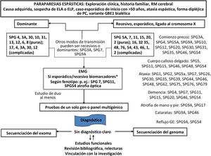 Diagrama de flujo del diagnóstico genético de las paraparesias espásticas hereditarias. RM: resonancia magnética. *Trastornos metabólicos: deficiencia de MTHFR (metilentetrahidrofolato reductasa) e hiperhomocistinemia (homocistinuria tipo III), ácido metilmalónico (MMA) y orótico en orina, pirimidinuria, homocisteína total (tHcy) en plasma (enfermedad de cobalamina C), amonio en plasma (defectos del ciclo de la urea), biotinidasa, fenilcetonuria, hiperglicinemia (encefalopatía por glicina), folato, carnosinuria (homocarnosinosis), lactato, aconitasa, VLCFA (adrenomieloneuropatía), coleterol y triglicéridos, colestanol (XCT), aminoácidos (citrulina, prolina, ornitina, arginina, lisina, cisteína), gonadotropinas, manganeso; aminoácidos, ribitol y D-Arabitol en LCR; trastornos nutricionales: cobre, vitaminas B12, E y β-tocoferol.