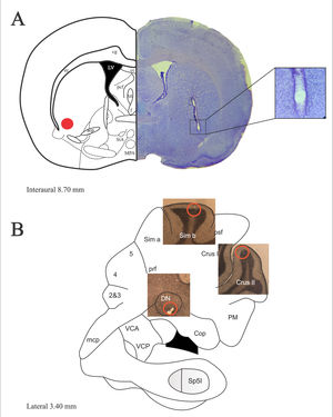 (A) Representative diagrams of the descent of the electrode and its respective bilateral injury in the VLS (left orange dot). Photomicrograph of sagittal section of the VLS (right), stained with cresyl violet. Nissl staining allows differentiating the electrolytic lesion. (B) Representative diagram of the cerebellar hemisphere showing photomicrographs of sagittal sections of Sim B, Crus II and the DN, depiction the site where the tips (orange circles) of the electrodes implanted were located. The surgical implants of Sim B, Crus II and the ND were made in independent groups. Magnification ×1.25.