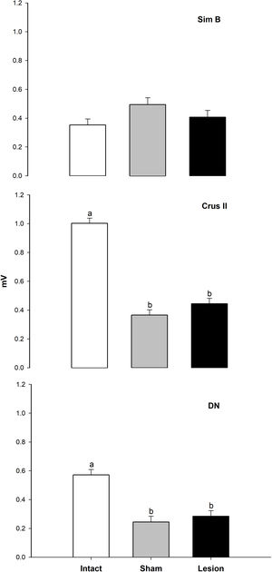 Total mean value±S.E.M. of the amplitude of MUA (mV) recorded in the granular layer of the Sim B, Crus II lobe, and DN of the cerebellar hemisphere for the intact (white bar), sham (gray bar), and lesion groups (black bar) during the basal activity, n=6, bars connected by different letters represent significant difference, P<0.0001.