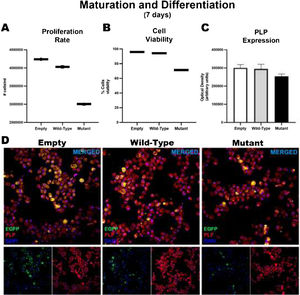 Maturation and differentiation of HOG cells transfected with TNFRSF1A (WT gene) and TNFRSF1A-R92Q (MT gene). Graphs A and B show the proliferation rates and cell viability rates of the cells transfected with the empty (EGFP only reporter), WT, and mutant plasmids. Interestingly, there is no difference between cells transfected with WT and empty plasmids, but when comparing those transfected with the mutant gene, a marked difference is observed in the degree of proliferation and cell viability. But when analyzing whether there were alterations in its maturation (expression of myelin PLP) (C and D), no differences were found in its expression at 7 days.