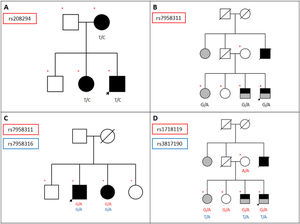 Pedigrees of the families meeting the criteria proposed by Sadovnick et al.: variants present in unaffected family members and not observed in at least 2 family members with MS were considered not to segregate with disease. A) Family displaying variant rs208294 (463 T>C), which was found in patients with MS but not in unaffected family members; the mutation was present in heterozygosis. B) Pedigree of a family including 4 siblings, 2 of whom have MS, and their parents (the father is deceased), who did not have the disease. This family displays variant rs7958311 (809 G>A) in heterozygosis in the affected individuals only. C) Family displaying variants rs7958311 (809 G>A) and rs7958316 (827 G>A), both of which were present in heterozygosis in 2 patients with MS; the variants were not observed in the 2 unaffected individuals. D) Family showing an association between CAMKK2 variant rs3817190 and P2RX7 variant rs1718119 in 2 patients with MS plus another AID and in one patient with an AID, but not in healthy family members. Arrow: proband; red asterisk: variant; blue arterisk: variant; black: MS; grey: AID.