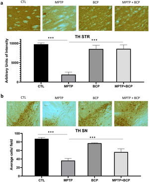 Representative images and comparative graphs of immunoreactivity for the TH protein in STR (a) and immunoreactive cells for SN (b). The columns represent the mean±SD of intensity relative to negative control for STR (a) and average number of immunoreactive cells per field for SN (b), n=5/group. (***) Indicates statistically significant differences, p≤0.001; ANOVA, post hoc Tukey. Photomicrogrpahs 20×.
