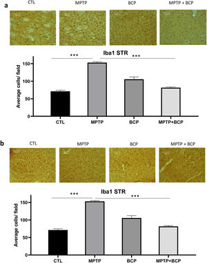 Representative images and comparative graphs of immunoreactive cells for the Iba1 protein in STR (a) and SN (b). The columns represent the mean±SD of average number of immunoreactive cells per field for STR (a) and SN (b), n=5/group. (***) Indicates statistically significant differences, p≤0.001; ANOVA, post hoc Tukey. Photomicrogrpahs 20×.