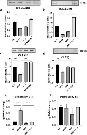 Comparative graphs and representative images of western blotting for the proteins occludin (a and b) and ZO-1 (c and d), as well as permeability (e and f) in STR and SN respectively. The columns represent the mean±SD of intensity relative to β-actin, n=5/group in panels a–d. For the panels e and f the columns represent the mean±SD of ng of NaF/mg of tissue, for the fluorescent measurements, n=5/group in panels. (***) Indicates statistically significant differences, p≤0.001; ANOVA, post hoc Tukey.