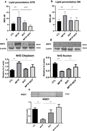 Lipid peroxidation for the STR (a) and SN (b) and expression of Nrf2 in the STR, cytoplasmic fraction (c) nuclear fraction (d) and cytoplasmatic expression of NQO1 in the same region (e). The columns represent the mean±SD of MDA nM, n=5/group for panels a and b. The rest of the panels c–e show a representative image of the membrane bands in the upper image. The lower image of shows the bar graph where the mean±SD (n=5) of the differences between the different groups is represented. (*) Indicates statistically significant differences, p≤0.05, (**) p≤0.01 (***) p≤0.001; ANOVA, post hoc Tukey.