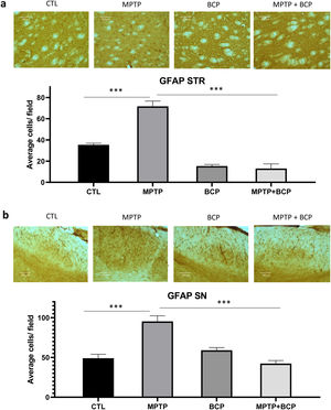 Representative images and comparative graphs of immunoreactive cells for the GFAP protein in STR (a) and SN (b). The columns represent the mean±SD of average number of immunoreactive cells per field for STR (a) and SN (b), n=5/group. (***) Indicates statistically significant differences, p≤0.001; ANOVA, post hoc Tukey. Photomicrogrpahs 20×.