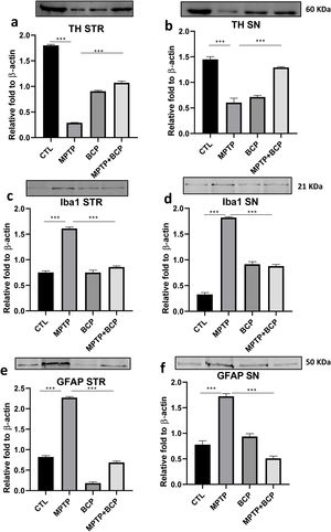 Representative images and comparative graphs of western blot for the proteins TH (a and b), Iba-1 (c and d) and GFAP (e and f) in STR and SN respectively. The columns represent the mean±SD of intensity relative to β-actin, n=5/group. (***) Indicates statistically significant differences, p≤0.001; ANOVA, post hoc Tukey.