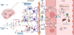 Transportation dynamics of Aβ across the blood–brain barrier (BBB) into plasma in healthy and Alzheimer's brains demonstrating the ‘plasma-Aβ sink’.