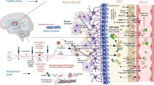 Transportation dynamics of Aβ across the blood-cerebrospinal fluid (CSF) barrier (BCSFB) from brain interstitial space or fluid (ISS/ISF) into CSF in healthy and Alzheimer