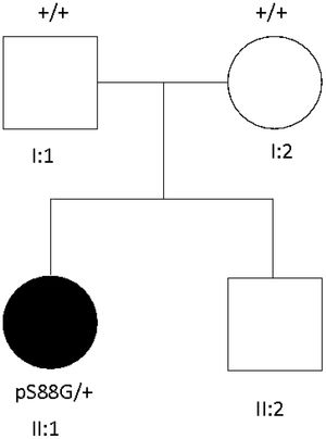 Family pedigree. Our patient carries a de novo heterozygous missense variant c.262A>G the STIM1 gene (NM_001277961.1), which causes a pS88G aminoacid substitution. No other family members are affected.