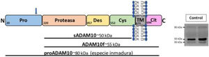 Proteína ADAM10 tipo 1 transmembrana. A la izquierda, representación esquemática de los dominios de la proteína ADAM10 tipo 1 transmembrana; la flecha muestra la región del prodominio donde se localizan las 3 variantes descritas como patogénicas. A la derecha, ejemplo de Western blot para ADAM10 de muestras de LCR de controles, usando un kit de anticuerpos específicos para la región central de ADAM10, común a todas las especies.