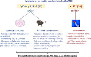 Estudios experimentales sobre el impacto de las variantes en ADAM10. Se resumen los estudios realizados para evaluar el impacto funcional de las variantes de la región prodominio descritas en familias con EA. Todos ellos confluyen en indicar un desequilibrio en el procesamiento de la proteína APP con incremento a través de la vía amiloidogénica.