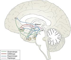 Neural circuitry of addiction.