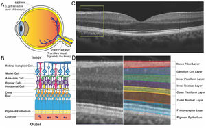 Retinal structure and OCT imaging. A Schematic cross-section of the human eye highlighting the retina (light sensitive layer of the eye) and optic nerve (transfers visual signals to the brain). B Detailed cellular organization of the retina showing the layered structure from inner to outer regions. The diagram identifies key cell types including retinal ganglion cells, Müller cells, amacrine cells, bipolar cells, horizontal cells, photoreceptors (cones and rods), and the pigment epithelium and choroid. C OCT scan of the macula showing a cross-sectional view of the retina. The yellow box indicates the region magnified in panel D. D Magnified view of the boxed area in panel C, shown as both uncoloured (left) and color-coded (right) to highlight the distinct retinal layers visible on OCT imaging. The anatomical correlates of these layers are labelled: nerve fibre layer, ganglion cell layer, inner plexiform layer, inner nuclear layer, outer plexiform layer, outer nuclear layer, photoreceptor layer, and pigment epithelium. This demonstrates how OCT imaging correlates with retinal cellular architecture.32Adapted from Green et al.