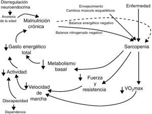 Ciclo de la fragilidad8.