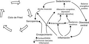 Modelo ampliado de fragilidad.