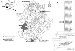 A) Mapa de los puntos de muestreo de las trampas de oviposición en la región de Extremadura y especificación de los municipios positivos en el estudio. B) Análisis filogenético de secuencias parciales que codifican la subunidad I del citocromo oxidasa mitocondrial. Todas las secuencias analizadas se indican con el nombre de la especie de la que se obtuvieron, el número de acceso de GenBank o el código de acceso público de BoldSystems y la región geográfica que representan. En ramas específicas se indican los valores de arranque (como porcentajes de los análisis de remuestreo) del análisis de vecindad o máxima probabilidad (utilizando la notación NJ/ML). Solo se muestran los valores de arranque ≥75%. La barra indica 0,05 sustituciones de nucleótidos por sitio. Las secuencias obtenidas en el curso de este estudio se indican en negrita.