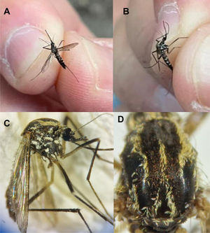 Hembra de Aedes geniculatus. A y B) Instantáneas tras su inmediata captura. C y D) Detalle lateral y dorsal bajo la lupa binocular.