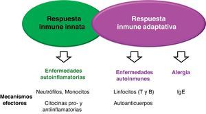 Esquema ilustrativo de la enfermedad humana secundaria a disregulación de la respuesta inmune innata y de la respuesta inmune adquirida, así como de los principales mecanismos efectores de cada una de ellas. IgE: inmunoglobulina E.