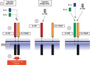 Esquema de los receptores de membrana de la interleucina-1. Punto 1: Esquema de los ligandos agonistas IL-1α e IL-1β. Punto 2: Unión de los ligandos agonistas a la proteína IL-1RI y su posterior asociación con la proteína IL-1RAcP. Punto 3: Transducción de la señal proinflamatoria al interior de la célula mediante el acoplamiento de la proteína adaptadora MyD88 al dominio TIR del receptor de la IL-1. Punto 4: Unión del ligando antagonista IL-1Ra al receptor IL-1RI que impide tanto la asociación con la proteína IL-1RAcP como la transducción de señales intracelulares. Punto 5: Esquema del receptor decoy IL-1RII que puede unir tanto ligandos agonistas como antagonistas pero que no puede transmitir señales al interior de la celula por carecer de dominios citoplásmáticos. Abreviaturas: IL-1α: interleucina-1α; IL-1β: interleucina-1β; IL-1RI: receptor de tipo i de la interleucina-1; IL-1RAcP: proteína accesoria del receptor de IL-1; IL-1Ra: antagonista del receptor de IL-1; IL-1RII: receptor de tipo ii de la interleucina-1.