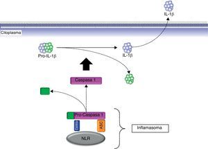 Esquema del procesamiento de la pro-IL-1β biológicamente inactiva a la forma activa IL-1β mediante la acción del complejo multiproteico citosólico denominado inflamasoma. ASC: Apoptosis-associated speck-like protein containing a CARD; IL-1β: interleucina-1β; NLR; receptor de tipo Nod; pro-IL-1β: pro-interleucina-1β.
