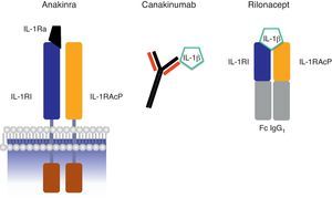 Esquema de los mecanismos de acción de los bloqueantes de IL-1 anakinra, canakinumab y rilonacept. Abreviaturas: IL-1β: interleucina-1β; IL-1RI: receptor de tipo i de la interleucina-1; IL-1RAcP: proteína accesoria del receptor de IL-1; IL-1Ra: antagonista del receptor de IL-1; Fc IgG1: fracción constante de la inmunoglobulina G1.