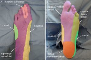 Inervación sensitiva cutánea del pie. A. Vista dorsal. B. Vista plantar.