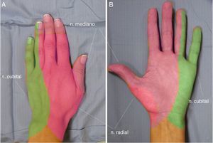Inervación sensitiva cutánea de la mano. A. Vista dorsal. B. Vista palmar.