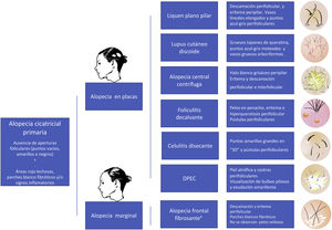 Algoritmo diagnóstico en alopecias cicatriciales primarias.aLa alopecia frontal fibrosante puede presentarse infrecuentemente con un patrón difuso. La descamación perifolicular y el prurito pueden ser claves diagnósticas. DPEC: dermatosis pustulosa erosiva del cuero cabelludo.