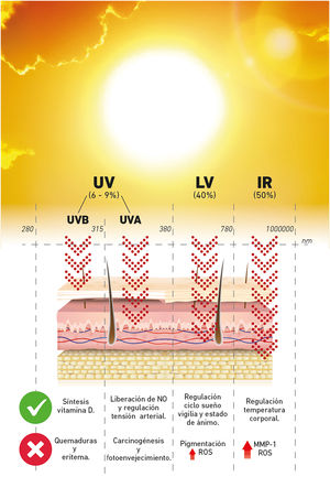 Radiación solar y sus efectos beneficiosos y nocivos en la piel. Efectos dosis dependientes. Elaboración propia. IR: radiación infrarroja; MMP-1: metaloproteinasas 1; NO: óxido nítrico; ROS: radicales libres de oxígeno; UV: ultravioleta, VL: luz visible.