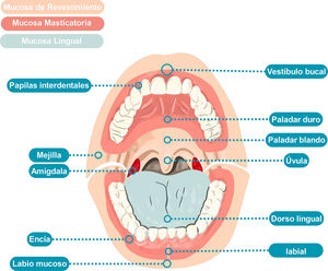 Anatomía de la cavidad oral. Esquema de la cavidad oral con sus principales estructuras principales y el tipo de mucosa que las recubre. Fuente: elaboración propia a partir de Bolognia et al., 2017 y Molina et al., 2014.