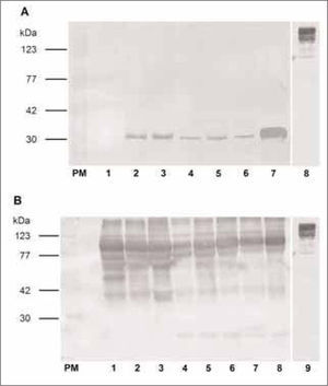 Análisis de sueros de conejo anti-EPF por "inmunoblot" frente a proteínas de suero procino. A. Western Blot de suero de cerda no preñada (1), suero de cerda de 10 (2,3), de 30 (4), 60 (5,6) y de 90 días de preñez (7). Control de Ac secundario anti-IgG de conejo conjugado con PeroxidasaSigma® A6154 (8). Se utilizó como primer Ac IgG de conejo anti-péptido EPF proveniente del lote A1 (Anti-EPF sintético) en una dilución 1/100. B. Western Blot de suero de cerdas no preñadas (1,2,3), de 10 (4,5), de 30 (6), de 60 (7) y de 90 días de preñez (8). Control de Ac secundario anti-IgG de conejo conjugado con Peroxidasa -Sigma® A6154 (9). Se utilizó como primer Ac IgG de conejo anti- banda de SDS-PAGE correspondiente a EPF proveniente del lote A2 (Anti-EPF aislado) en una dilución 1/100. PM: Estándares de pesos moleculares conocidos. Los resultados que se muestran son representativos de cuatro experimentos independientes.