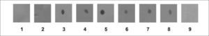 Dot Blot de suero de macho (1), suero de cerda no preñada (2), suero de cerda de 10 (3-4), de 30 (5-6), de 60 (7) y de 90 días de preñez (8). Control de especificidad del Ac secundario anti-IgY marcado con Peroxidasa -Sigma® A9046 (9). Se utilizó como primer Ac IgY de gallina anti-banda de SDSPAGE correspondiente a EPF proveniente del lote B2 (Anti-EPF aislado) en una dilución 1/50. El resultado que se muestra es representativo de cuatro experimentos independientes.