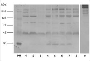Inmunoblot de proteínas de suero de cerda no preñada (1), suero de cerdas de 10 (2-3), de 30 (4), de 60 (5) y de 90 días de preñez (6-7) y suero de macho (8). Control de especificidad del Ac secundario anti-IgY conjugado con Peroxidasa Sigma® A9046 (9). PM: Estándares de pesos moleculares conocidos. Se utilizó como primer Ac IgY de gallina antibanda de SDS- PAGE correspondiente a EPF proveniente del lote B2 (Anti-EPF aislado) en una dilución 1/50. El resultado que se muestra es representativo de cuatro experimentos independientes.