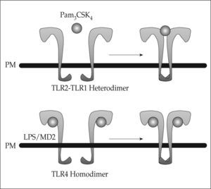 Models of ligand-induced TLR activation. Binding of the TLR2 ligand Pam3CSK4 occurs at the convex face of the extracellular domain, inducing TLR2-TLR1 heterodimerization. One single molecule of Pam3CSK4 is enough to induce heterodimerization. In contrast, binding of LPS to the TLR4-MD2 complex occurs at the concave face of TLR4 extracellular domain, leading to TLR4 homodimerization. Induction of homodimerization requires two molecules of both LPS and MD2 bound to each TLR4 (modified from reference 17).
