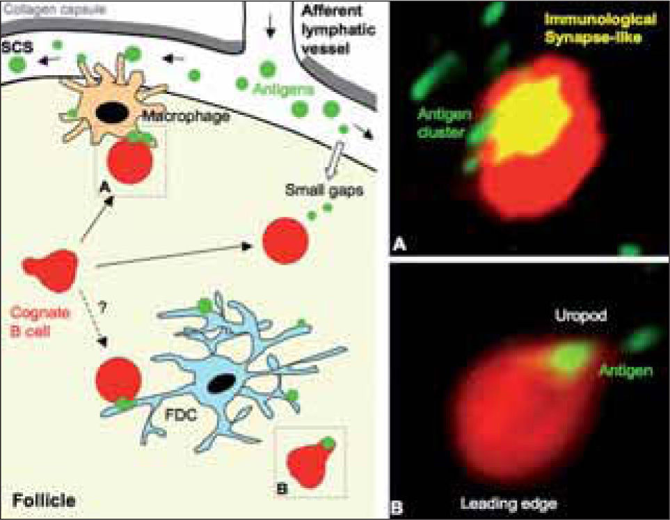 B cells as initial sensors of the adaptive immune response | Inmunología
