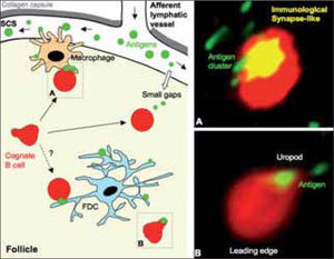 Priming of naїve B cells in draining lymph node follicles. The panel on the left shows a cartoon that summarizes where naїve B cells can encounter specific antigen within the follicle. SCS macrophages have an important role in presenting antigen to naїve B cells, but probably also FDC. In addition, naїve B cells would encounter small antigen that diffuses through the small gaps of the SCS floor. The two different dynamic stages described for antigen-loaded B cells are also highlighted (dashed line boxes) in the cartoon: (A) Naїve B cell of rounded cell shape, mainly stopped, and attached to the antigen-binding site. A cluster of antigen is detected at one side of the B cell (Immunological Synapse-like); (B) Naїve B cell showing a polarized, migratory cell shape, actively migrating and carrying antigen in the uropod. Panels on the right show multiphoton microscopy images of both B cell dynamic stages (A) and (B); naїve B cells and antigen are shown in red and in green, respectively.