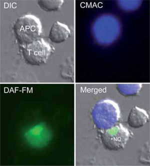 T cells produce NO in response to antigen-pulsed APCs. The figure shows a Jurkat T cell loaded with the NO probe DAF-FM diacetate forming a conjugate with a superantigen E-pulsed Raji APC (stained by loading with CMAC, blue). NO production is revealed by the green fluorescence. The merged image shows fluorescence staining superposed on the DIC image.