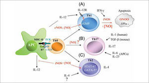 Possible actions of NO on T cell differentiation during antigen-specific T cell-APC interactions. (A) Low levels of NO presumably from constitutive NOS (nNOS and/or eNOS) positively regúlate IL-12-mediated Th1 differentiation by increasing IL-12 receptor (IL-12R) expression on T cells through a cGMP-dependent mechanism. In contrast, large amounts of IFN-γ from exacerbated Th1 responses increase iNOS expression in immune cells. This high production of iNOS-derived NO reduces mitochondrial membrane potential (¿ψm), generates ROS (O2-), and promotes the synthesis of peroxynitrite (ONOO-), which can initiate apoptosis via Tyr nitration of proteins. (B) NO may cooperate with IL-6, IL-23, and IL-1 (human) or TGF-b (mouse) to regulate Th17 differentiation. (C) High levels of NO from iNOS positively regulate IL-4-mediated Th2 cell differentiation. The hypothetical actions of high production of iNOS-derived NO on the activation of the Th2 specific transcription factors STAT-6 and GATA-3 are indicated.