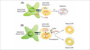 Influence of NO on T cell development. (A) Local high extracellular levels of NO produced by iNOS in thymic epithelial APCs promote negative selection of CD4+CD8+ thymocytes. iNOS-derived NO reduces mitochondrial membrane potential (¿ψm), generates ROS (O2-), and promotes the synthesis of peroxynitrite (ONOO-), which can induce apoptosis by nitration of proteins on Tyr (NO-Tyr). (B) Low levels of NO generated in T lymphocytes by constitutive NOS (nNOS and eNOS) may protect thymocytes from cell death during positive selection. nNOS/eNOS-derived NO may induce nitrosylation of caspases and/or reduce CD95L expression, thus favoring selection and proliferation of antigen-specific single positive thymocytes.
