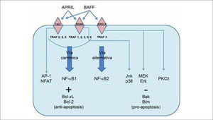 Vías de señalización de los receptores TACI, BCMA y BAFF-R.