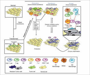 Role of NK cells and adaptive immunity in “immunoediting”: Recent ...