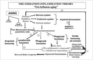 A more developed scheme of the oxidation-inflammation theory than that previously published (9). Aging is a chronic oxidative stress condition (more oxidant than antioxidant compounds are present) affecting all cells, specially those of the regulatory systems, i.e, the nervous, endocrine and immune systems, and therefore the communication among them. This explains the impaired homeostasis and the increase of morbidity and mortality found in old age. According to the oxidative mitochondrial theory of aging, the differentiated postmitotic cells are the first to suffer damage with age. In animals with a complex immune system are the T lymphocytes, and specially the memory T cells (which are the most abundant T cells in aged subjects and are also the most postmitotic cells of the immune system), those that suffer the effects of the oxidative stress of aging. In the age-associated re-structuring of the immune system or immunosenescence, there is a decrease of several lymphocyte and phagocyte functions (more related to the acquired immunity), but an increase in other functions, specially those carried out by phagocytic cells generating continuously oxidative and inflammatory compounds (cells and functions responsible for the innate immunity and present in all animals). These compounds produced in order to eliminate foreign agents, could activate the factor of transcription NF-κB, which after reaching certain level of activation stimulates the expression of genes programming the production of higher amounts of those compounds. If this fact is not well regulated a vicious circle of oxidation-inflammation could be established, increasing the oxidative stress and consequently accelerating aging. Thus we could conclude that in all animal species the immune cells modulate the rate of aging of each subject. In agreement with this concept, the administration of antioxidants has been shown to cut the above mentioned vicious circle, improving both the nervous and immune functions, decreasing their oxidative stress, and consequently improving homeostasis and increasing longevity. Moreover, other factors of life style such as the practice of mental and physical exercise and overcoming emotional stress can also help to improve homeostasis and thus maintain health and increase mean longevity.