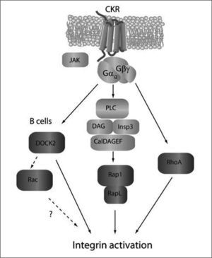 Chemokine-induced signaling pathways promoting rapid integrin activation. Membrane proximal signals are depicted in light grey, while GTPaserelated signaling events are shown in dark grey. As for migration, CKR signals propagate through Gαi-mediated mechanisms. PLC-meditated activation of Rap1/RapL through CALDAGEFs is necessary to upregulate integrin adhesiveness. DOCK2 plays a major role in B cell (not T cell) adhesion in vivo, although it is uncertain whether this depends on its RacGEF activity or is mediated via Rac-independent mechanisms. The activators and effectors of RhoA-dependent signaling pathways required for integrin activation are yet undefined.