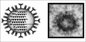 Dibujo esquemático de la organización del virus de influenza y microscopía electrónica del virus de la gripe porcina. Microscopía electrónica realizada por Carolina Rodríguez en el CReSA.