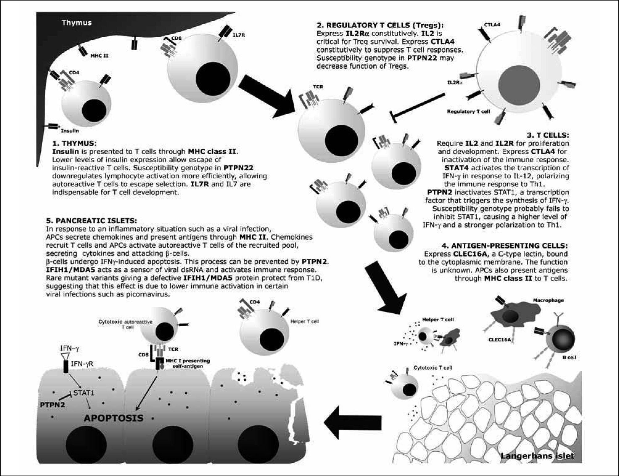 An insight into the genetics of type 1 Diabetes | Inmunología