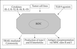 View of IKDC as an integrator of signals that result in different functional capabilities mediated by the very same cell. It should be kept in mind that each of the functional capabilities of IKDC might be differentially regulated. For instance, IL-15 seems to foster cytotoxicity while decreasing antigen crosspresentation.