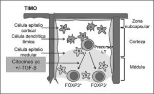 Origen de células Tregs FOXP3+ en el timo. Las células T reguladoras en el timo se generan a partir de un precursor de linfocitos T CD4+ en un proceso que no está completamente dilucidado, pero se conoce que las células del epitelio cortical y medular participan de forma activa en dicha generación. También se ha propuesto que citocinas γc participan en la diferenciación a Tregs. Adaptado de (22).