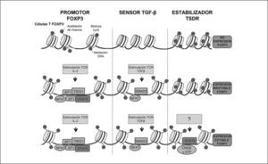 Control epigenético sobre el locus de FOXP3. Se han identificado tres regiones no codificantes las cuales están involucradas con el control epigenético de FOXP3. Modificaciones epigenéticas en estas tres regiones, que incluyen acetilación de histonas y metilación del DNA son descritas para células Tconv, células Treg inducibles por TGF-β y células Treg naturales. Adaptado de (22).
